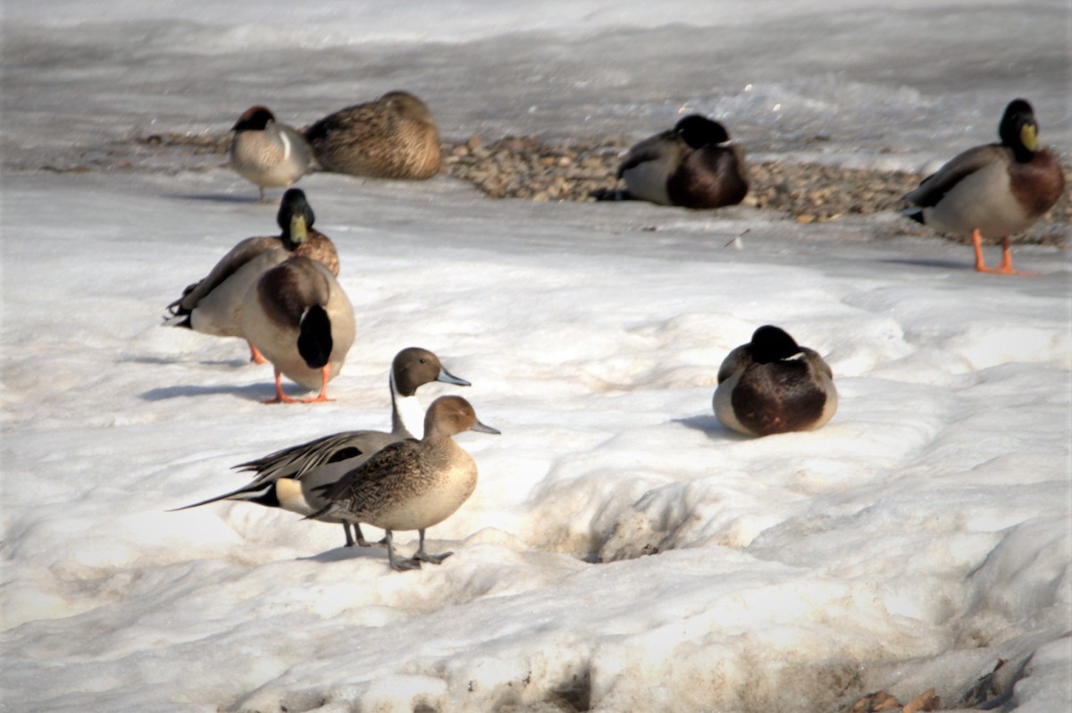 Northern Pintail - ML426585591