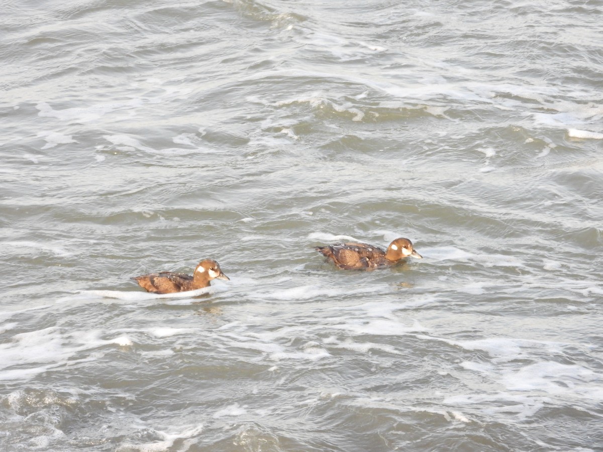 Harlequin Duck - ML426585711