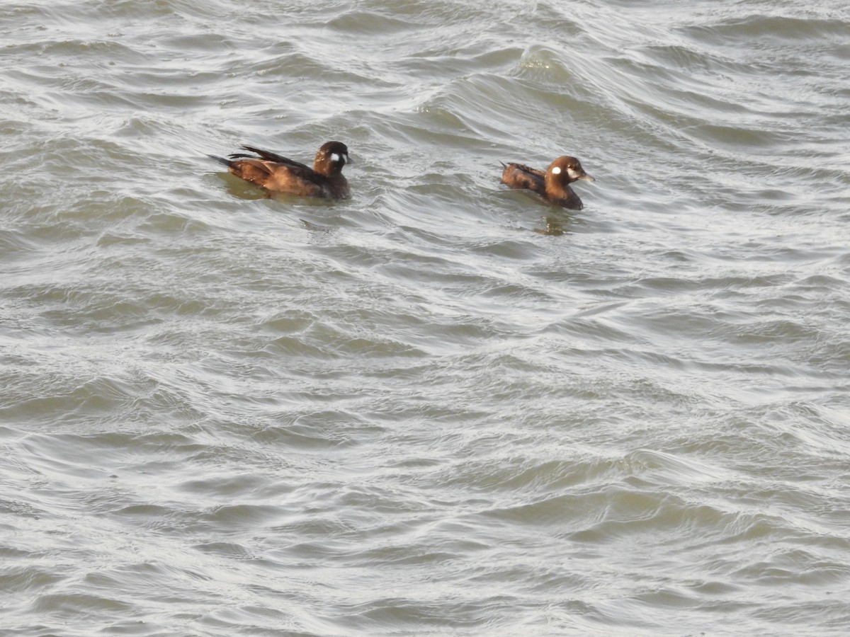Harlequin Duck - ML426585751