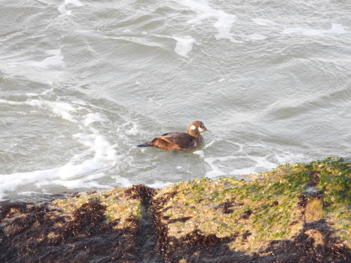 Harlequin Duck - ML426585761