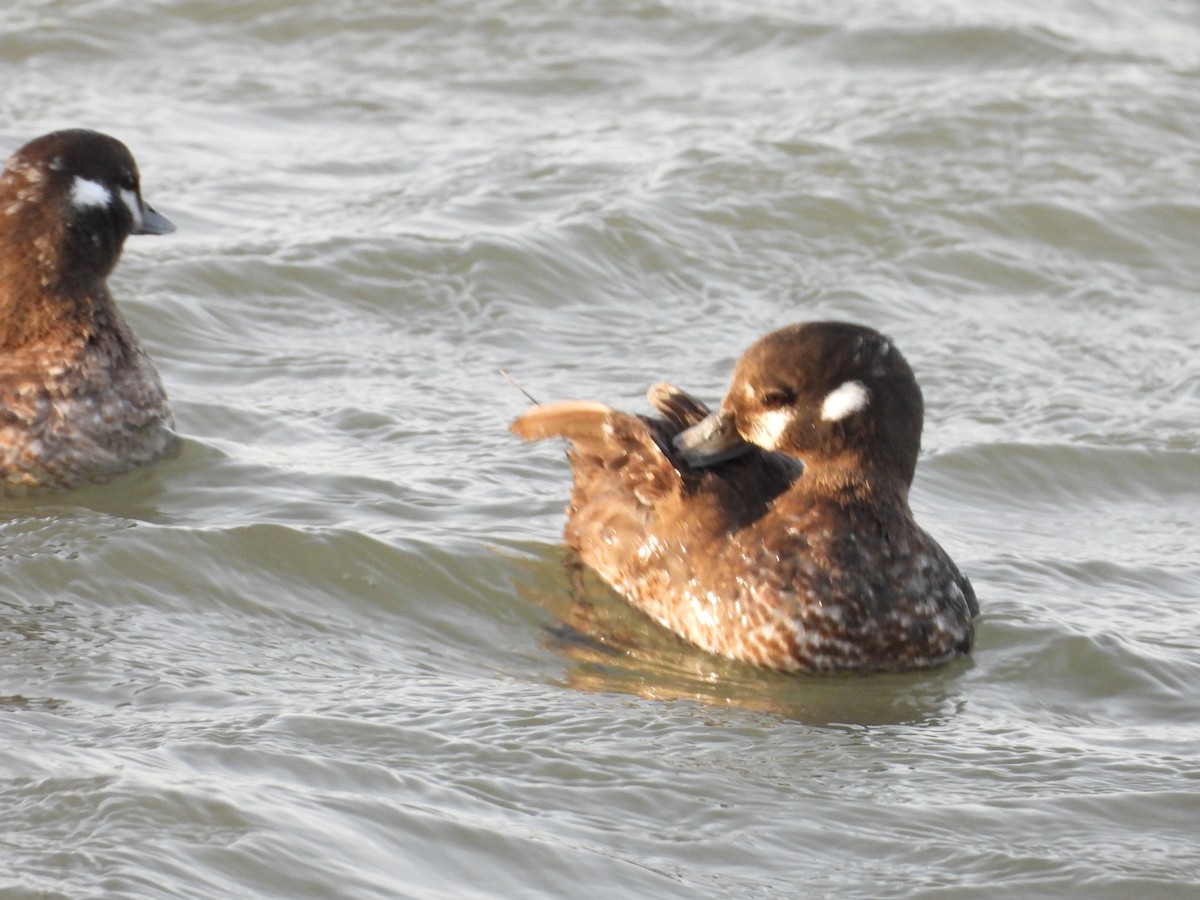 Harlequin Duck - ML426585781