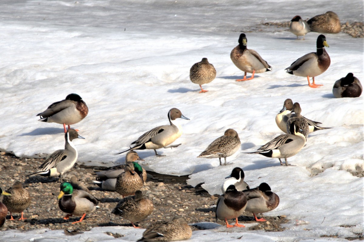 Northern Pintail - ML426585991