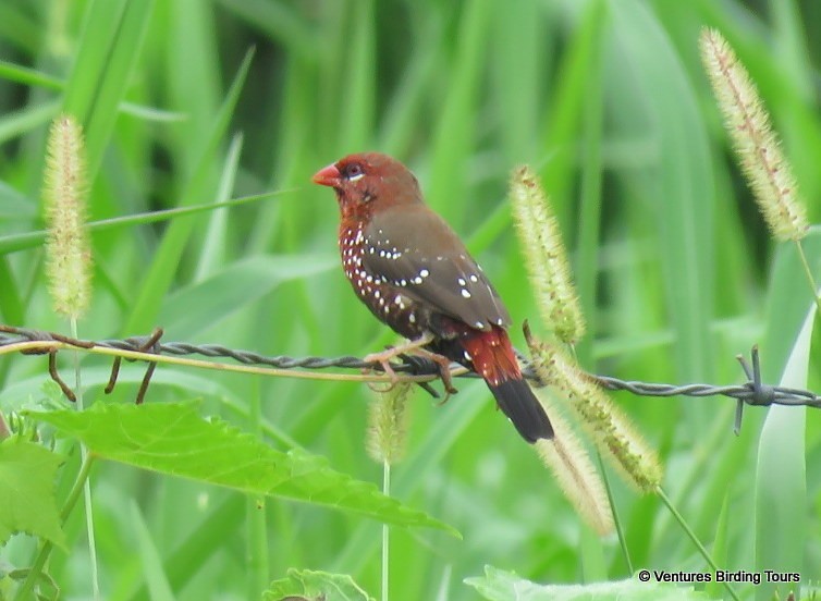 Red Avadavat - Simon RB Thompson