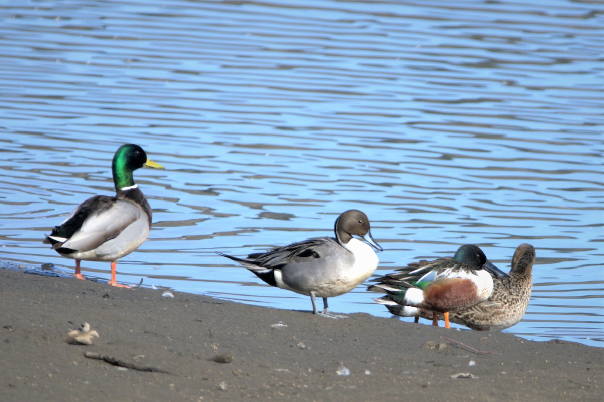 Northern Pintail - ML426586301