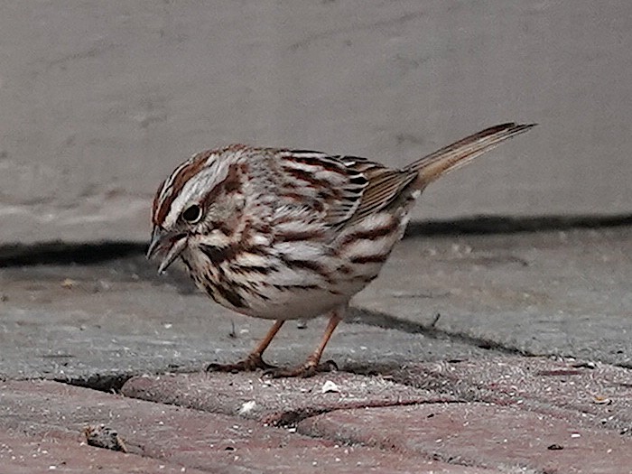 Song Sparrow - ML426587261