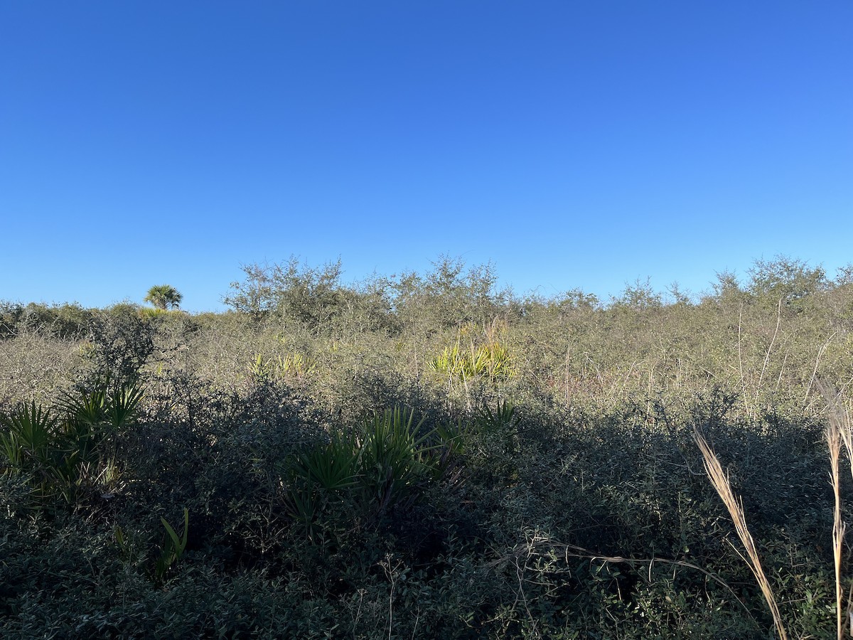 Florida Scrub-Jay - ML426589481