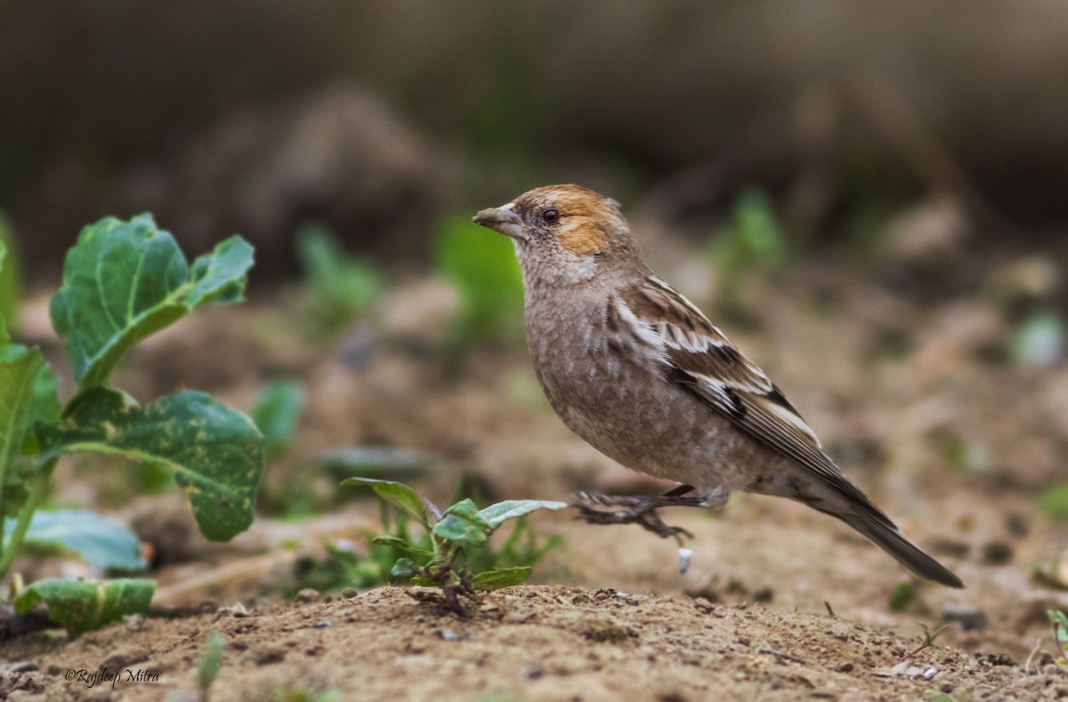 Plain Mountain Finch - Rajdeep Mitra