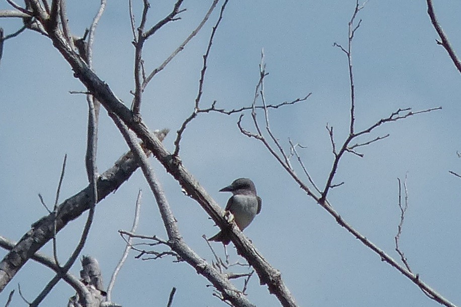 Gray Kingbird - ML42658991