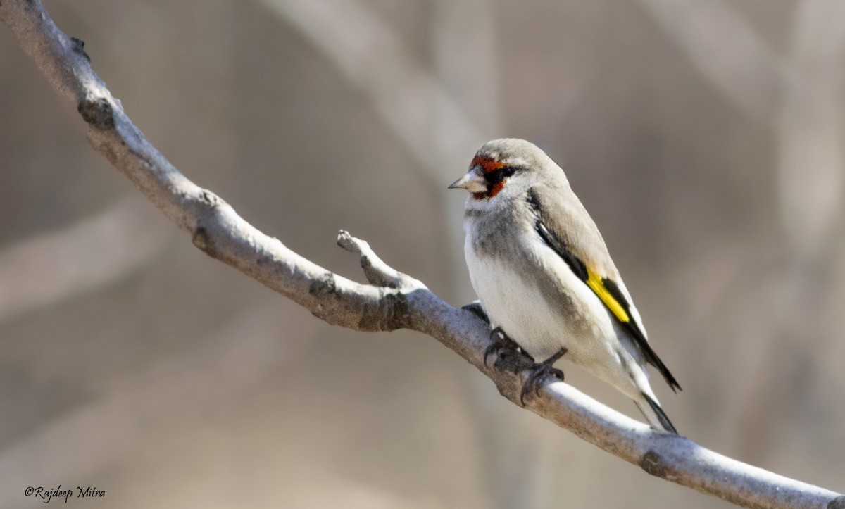 European Goldfinch - ML426590351