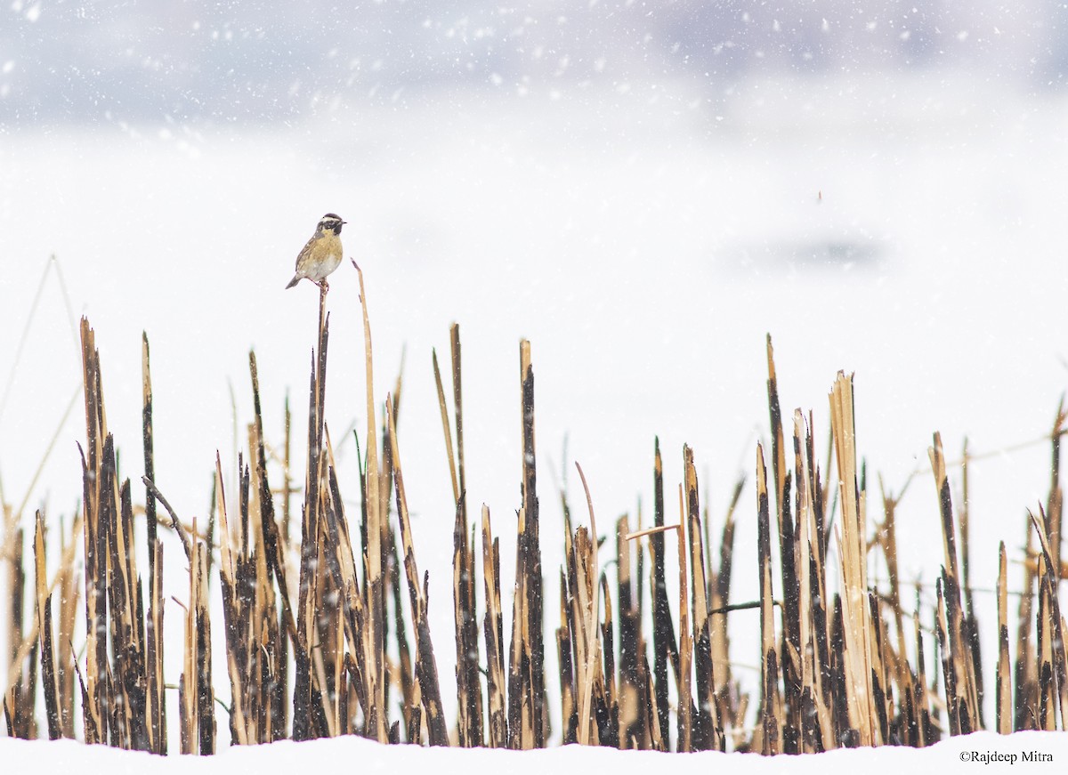 Black-throated Accentor - ML426591121