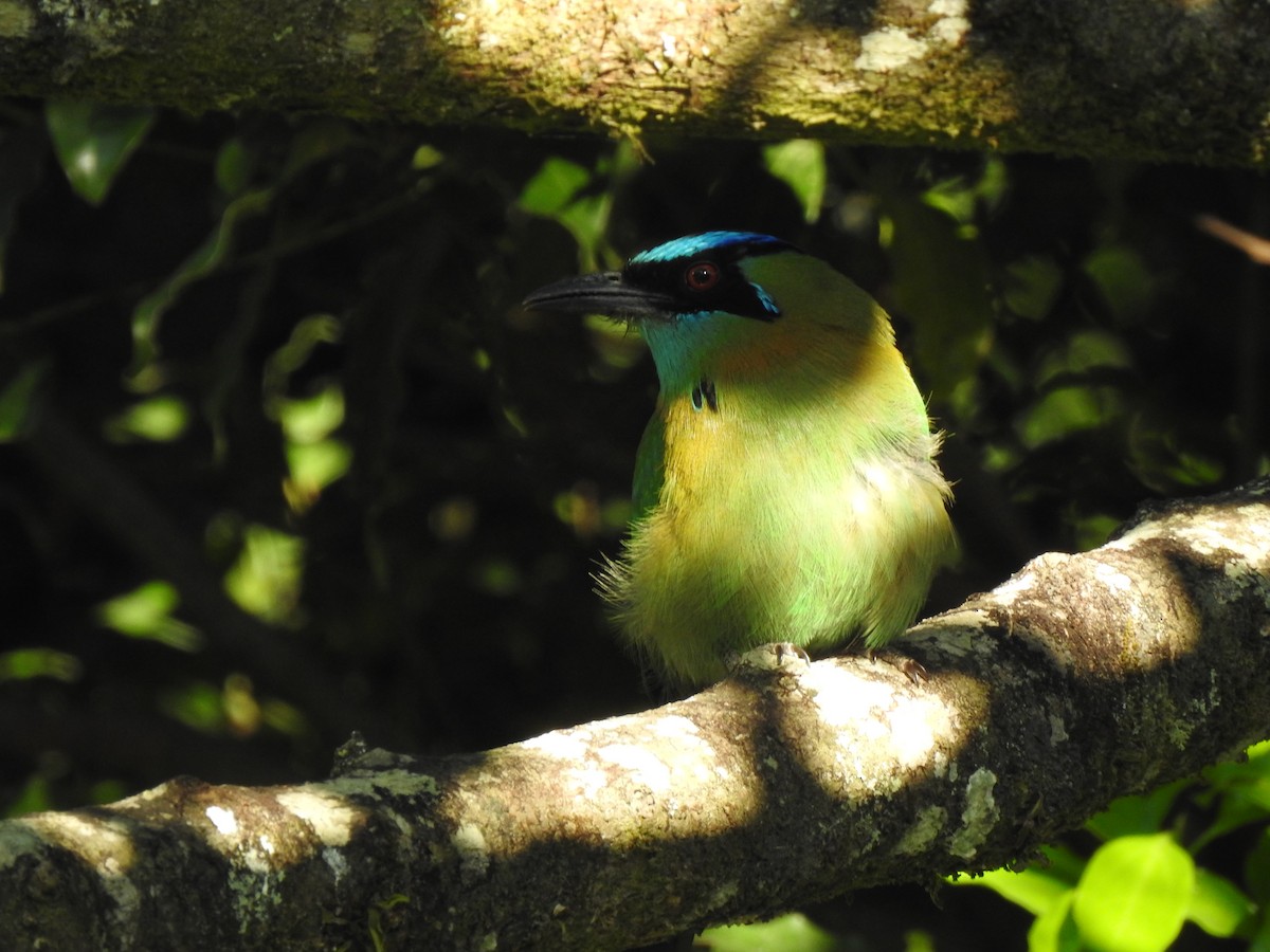 Diademmotmot - ML426592291