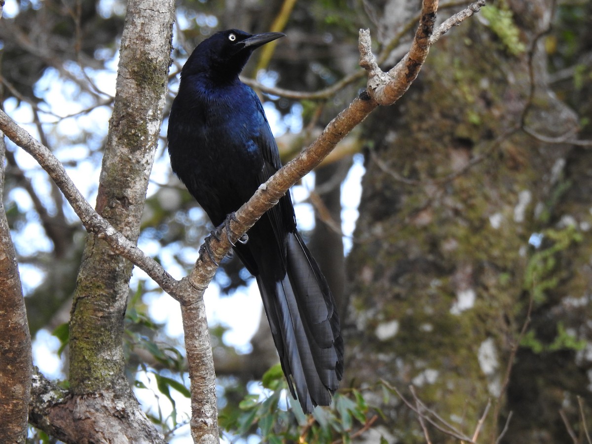 Great-tailed Grackle - George Watola