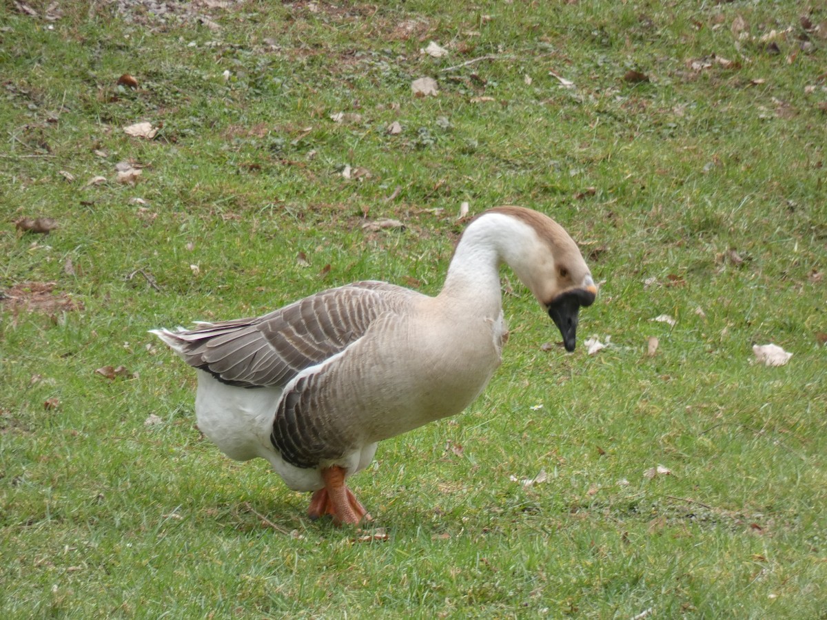 Swan Goose (Domestic type) - ML426593271
