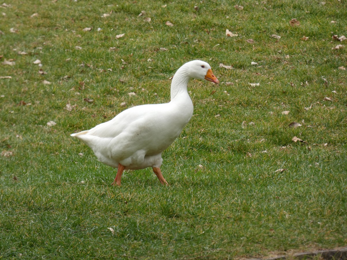 Graylag Goose (Domestic type) - ML426593391
