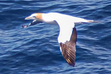 Australasian Gannet - Steven Hall