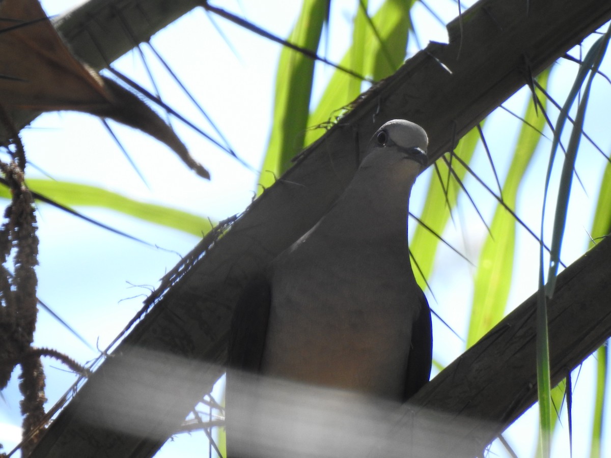 White-tipped Dove - George Watola