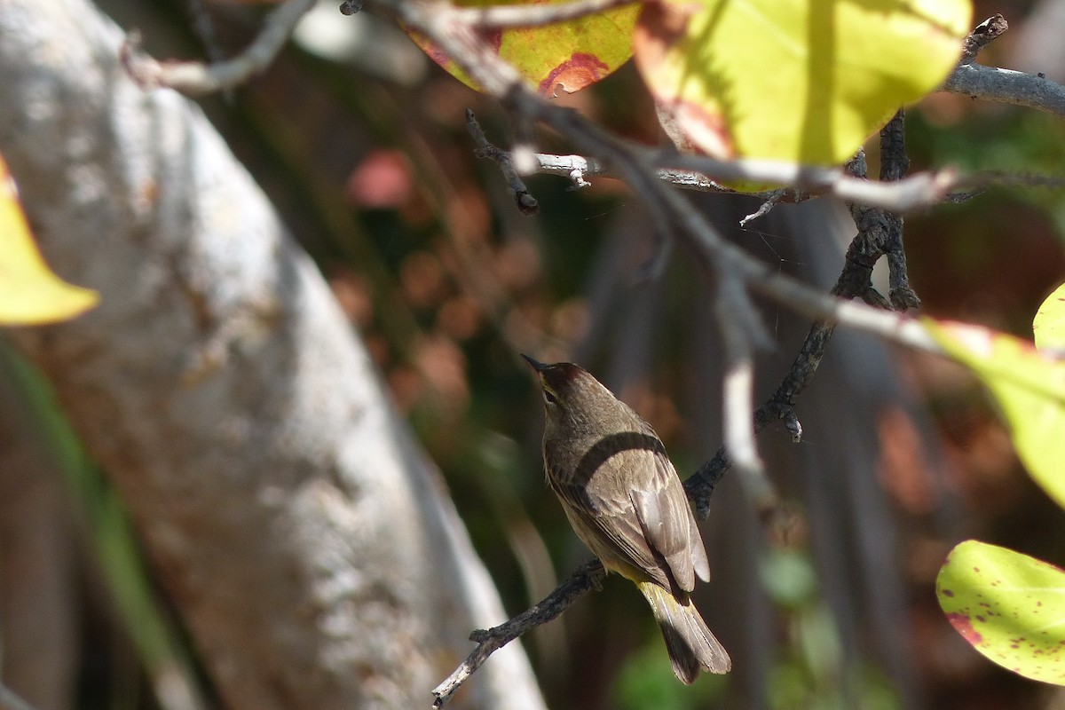 Palm Warbler (Western) - ML42659641