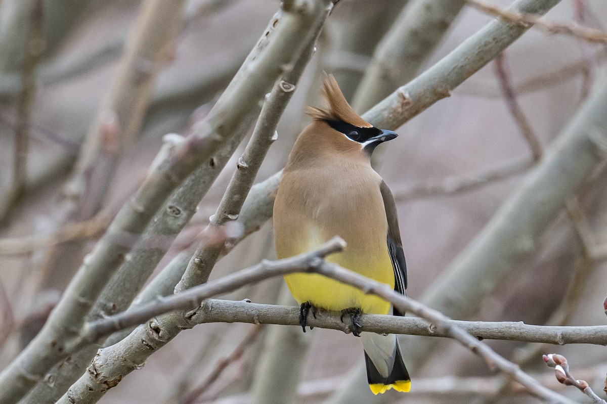 Cedar Waxwing - ML426596491