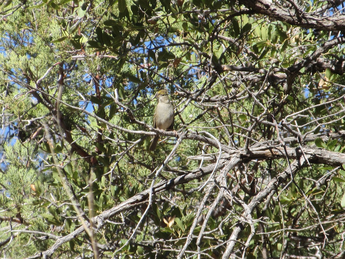 Golden-crowned Sparrow - ML42659651