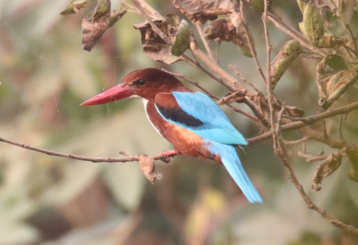 White-throated Kingfisher - ML426597201