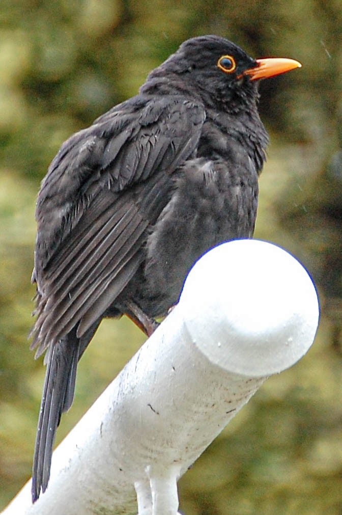 Eurasian Blackbird - ML426597481