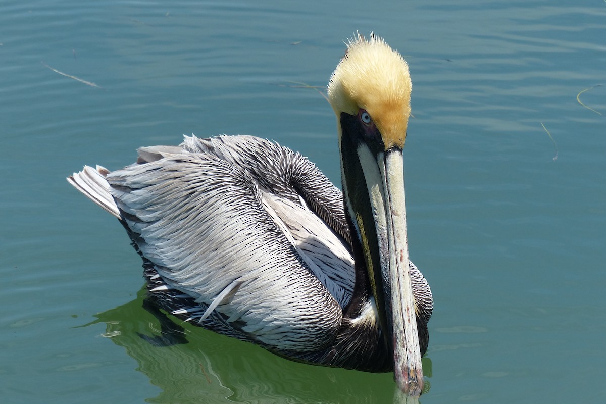 pelikán hnědý (ssp. carolinensis) - ML42659761