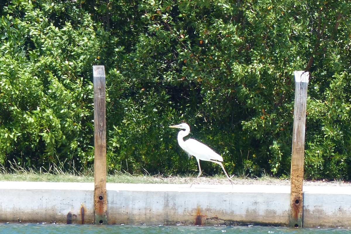 Great Blue Heron (Great White) - ML42659791