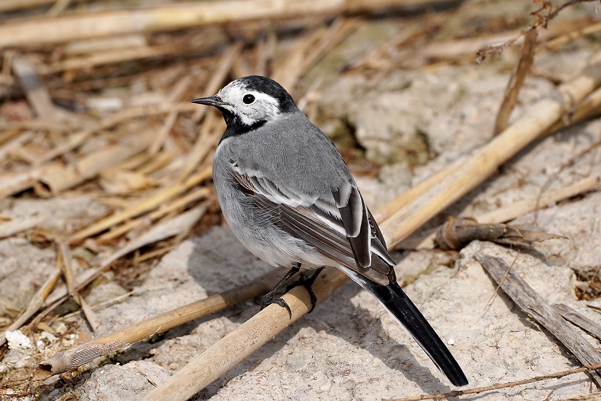 White Wagtail - ML426598501