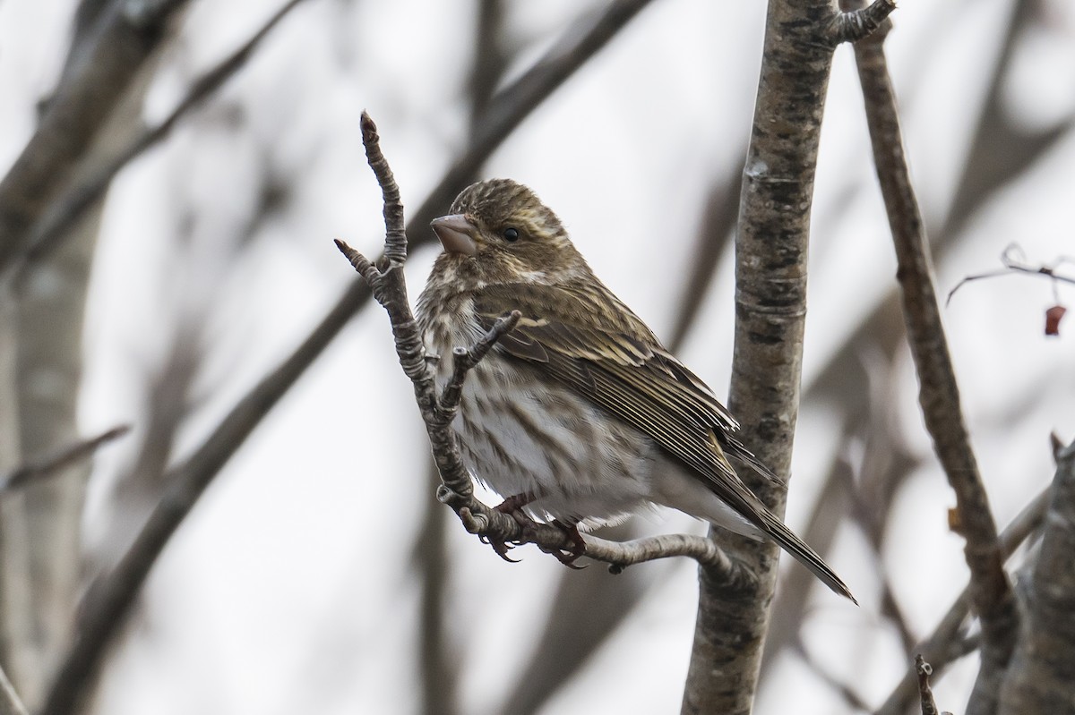 Purple Finch - ML426598741