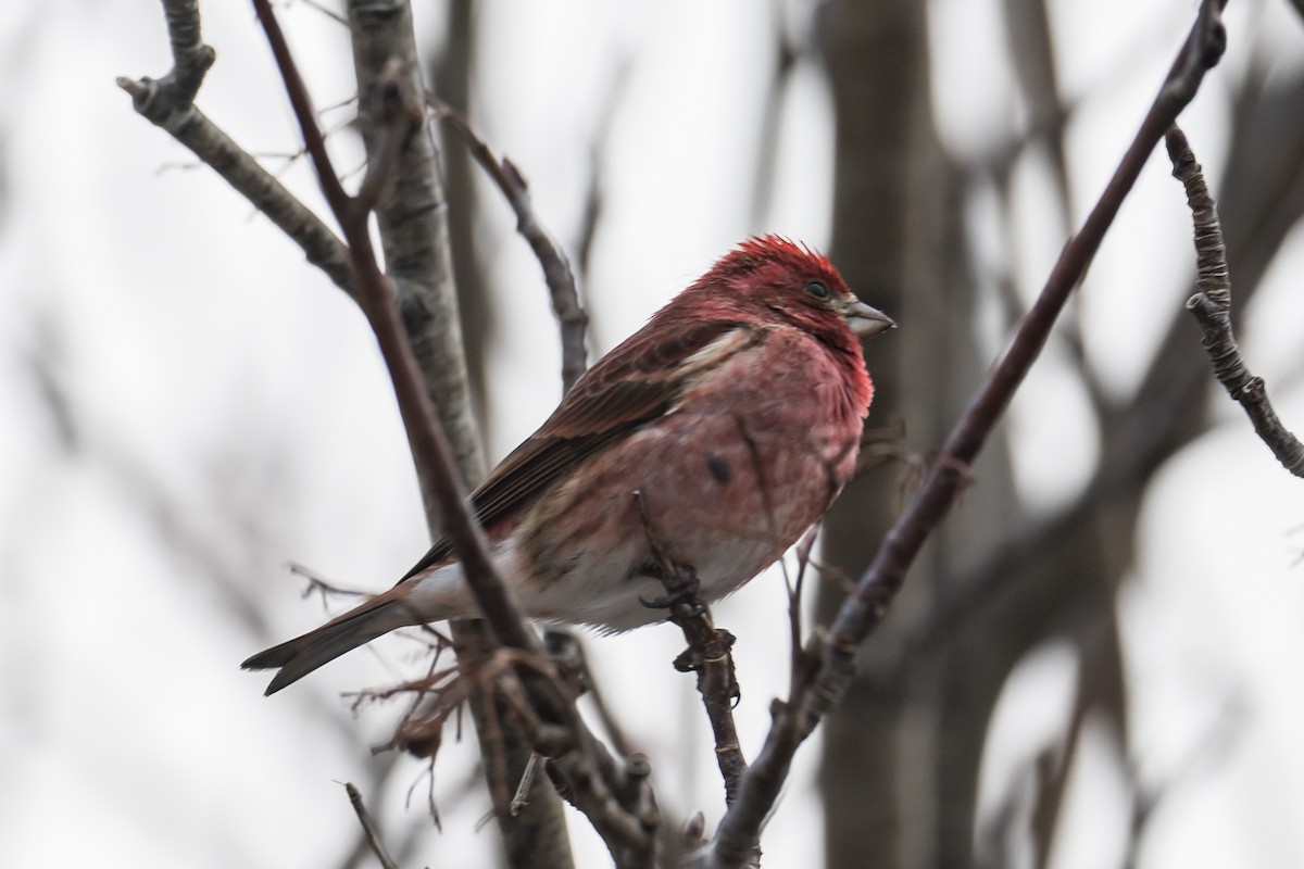 Purple Finch - ML426598771