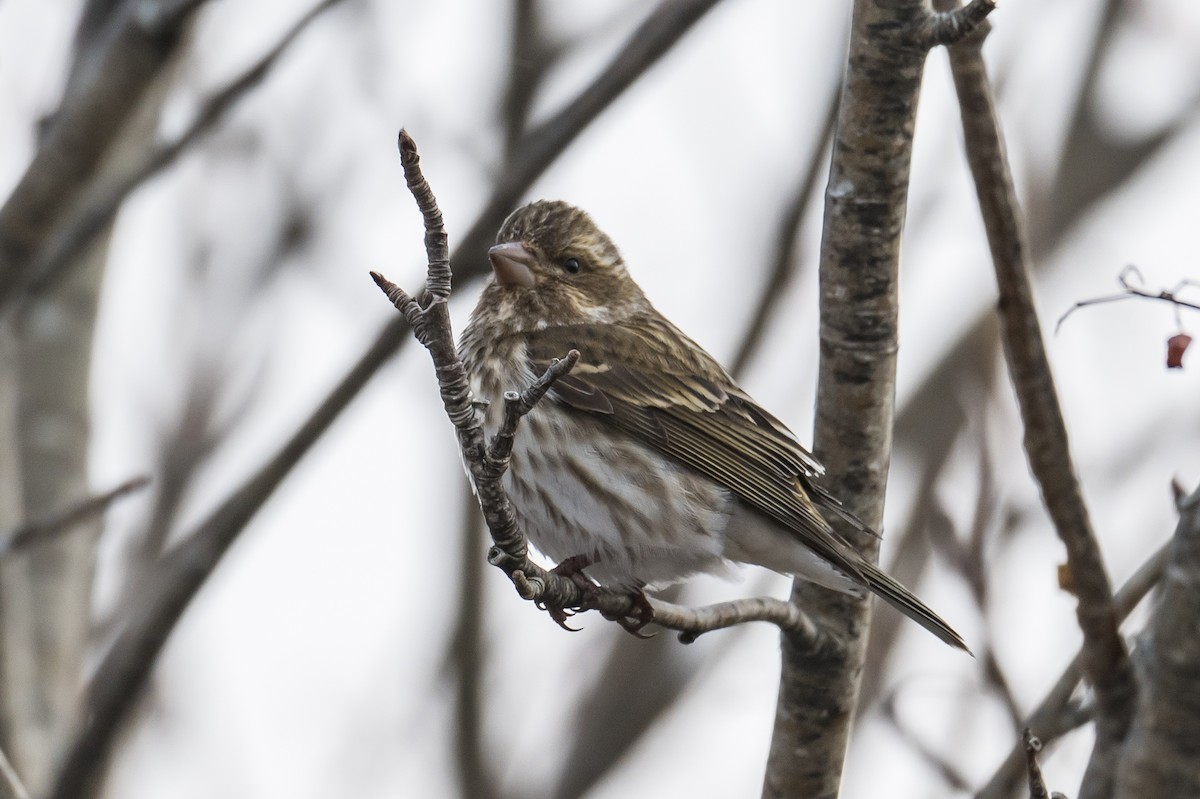 Purple Finch - ML426598821