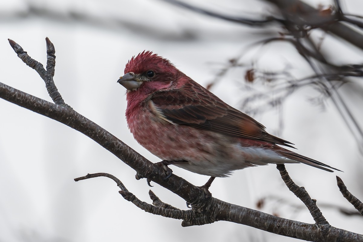 Purple Finch - ML426598891