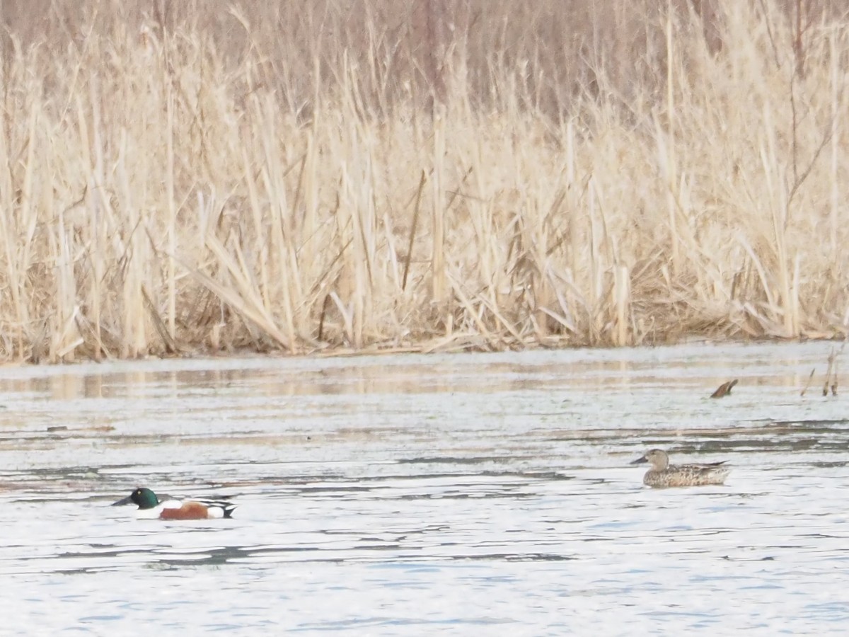 Northern Shoveler - Bob Maddox