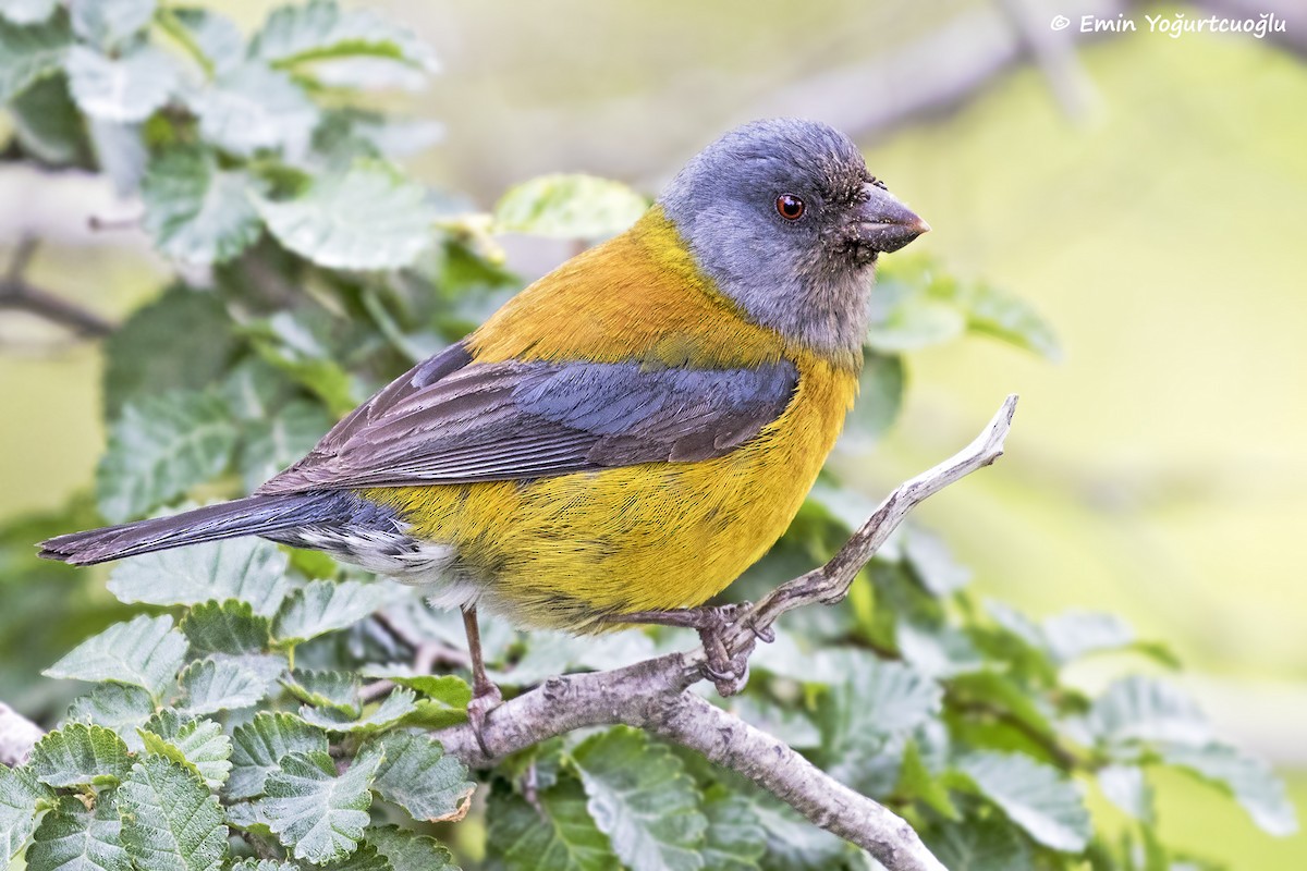 Patagonian Sierra Finch - ML426600181