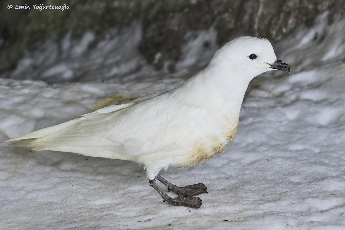 Snow Petrel - Emin Yogurtcuoglu