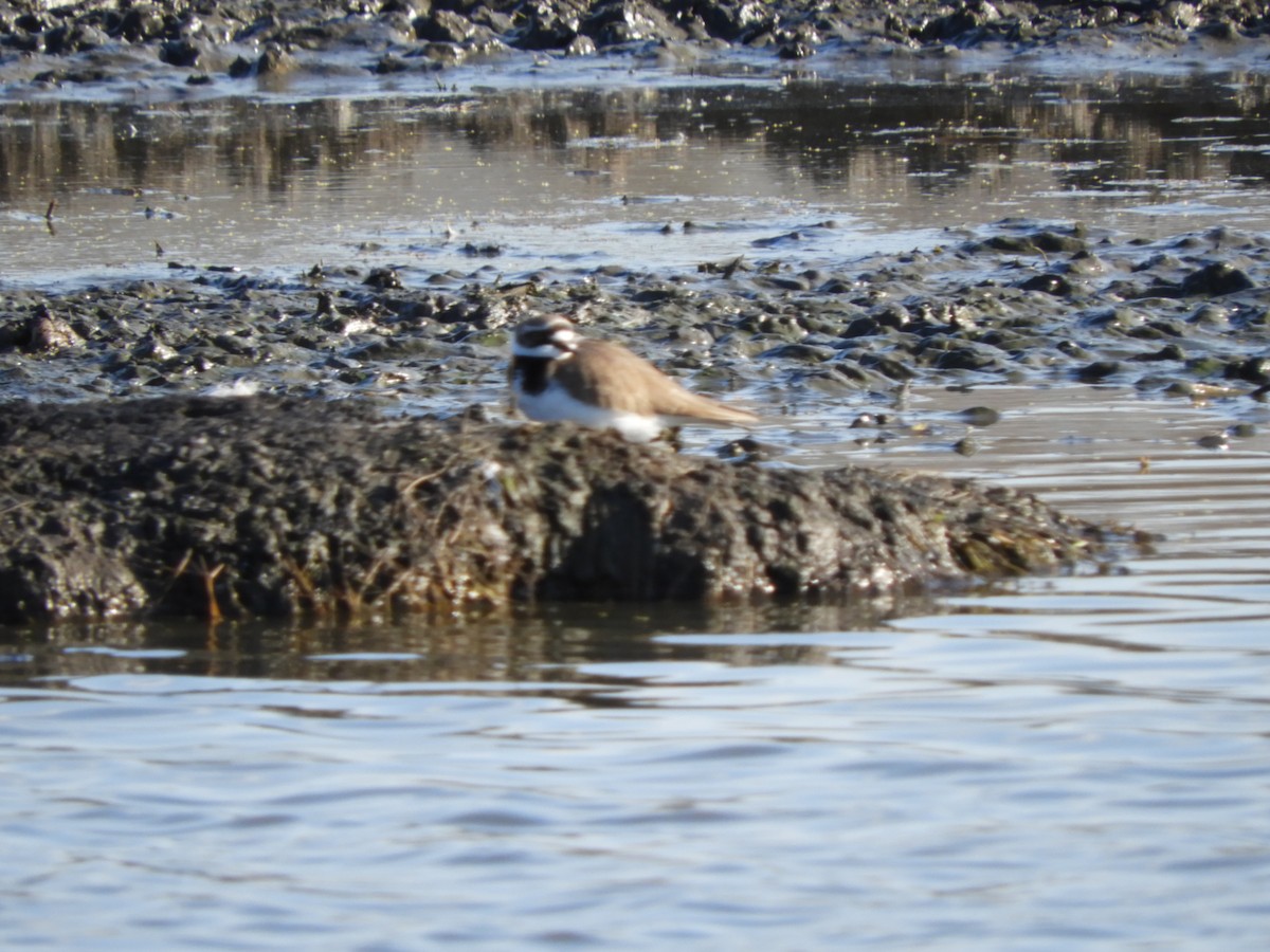 Little Ringed Plover - ML426601731