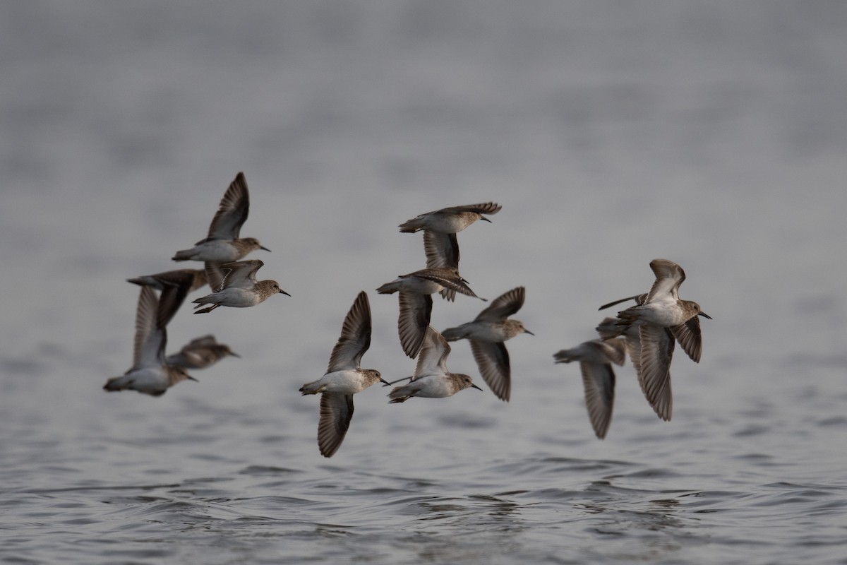 Least Sandpiper - Steve Pearl