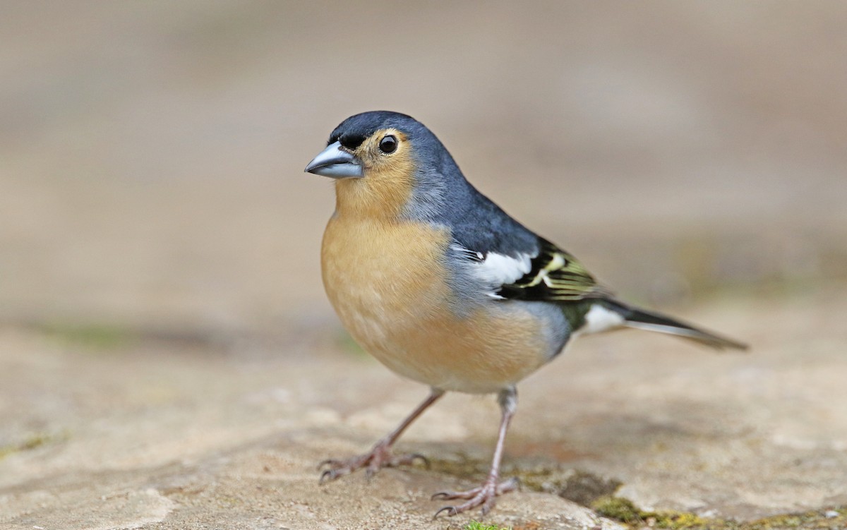 Canary Islands Chaffinch (Canary Is.) - Christoph Moning