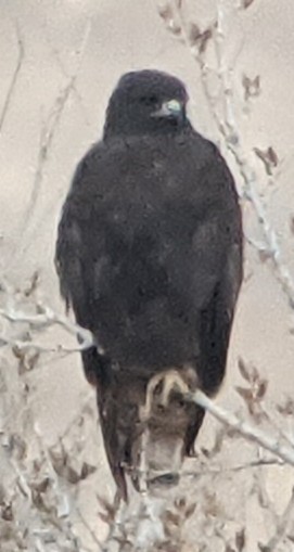 Red-tailed Hawk - ML426604891