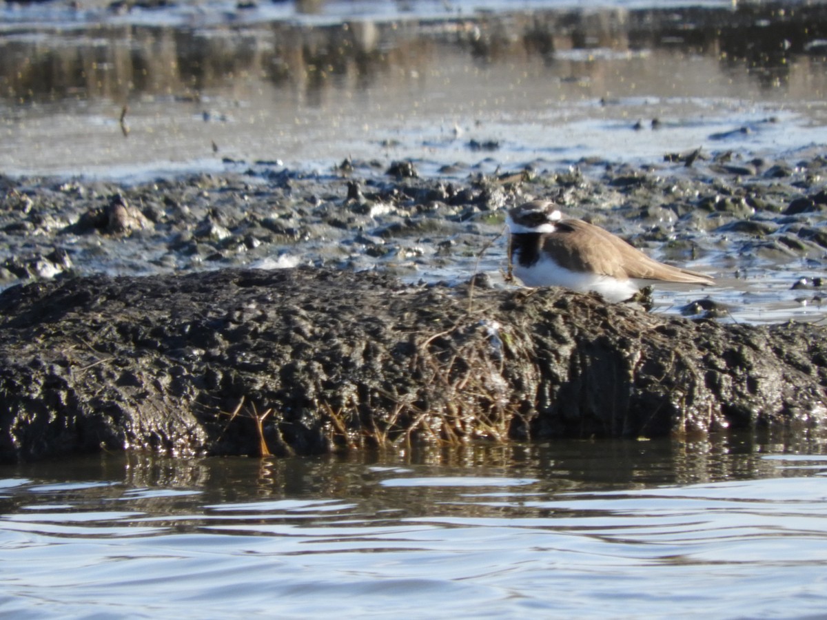 Little Ringed Plover - Bianca Beland