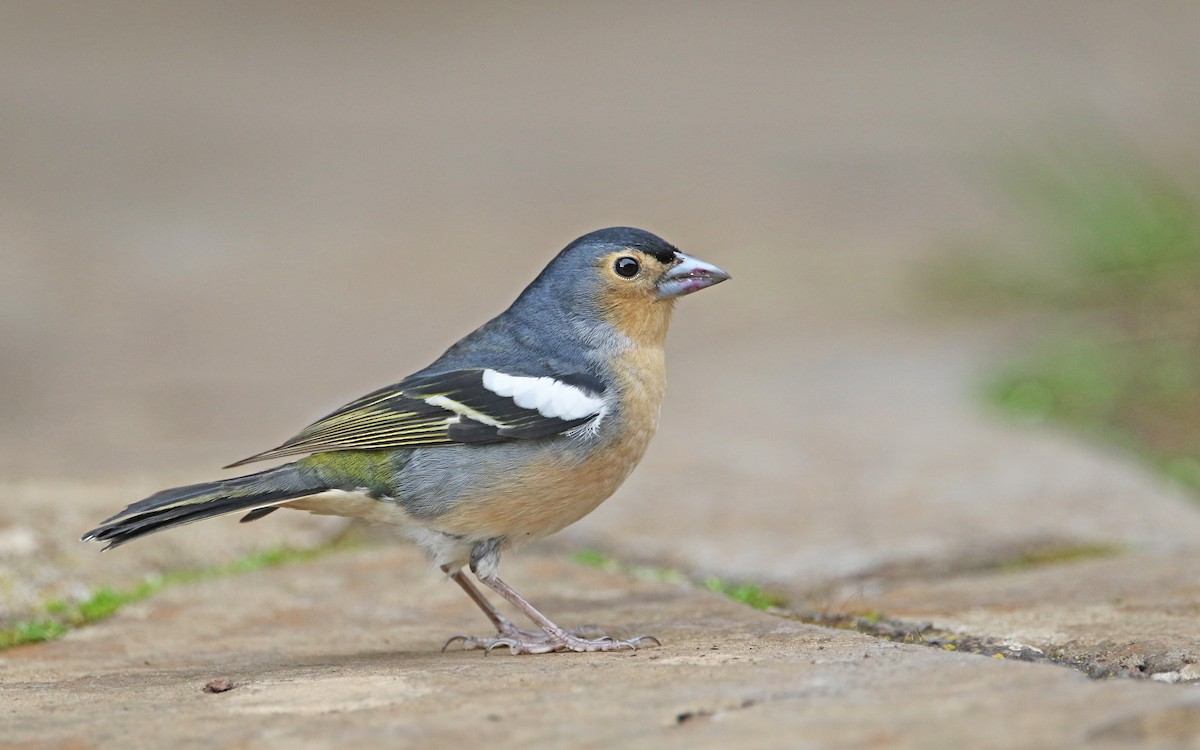 Canary Islands Chaffinch (Canary Is.) - Christoph Moning