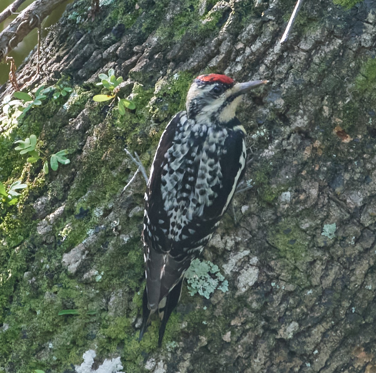 Yellow-bellied Sapsucker - ML426606641