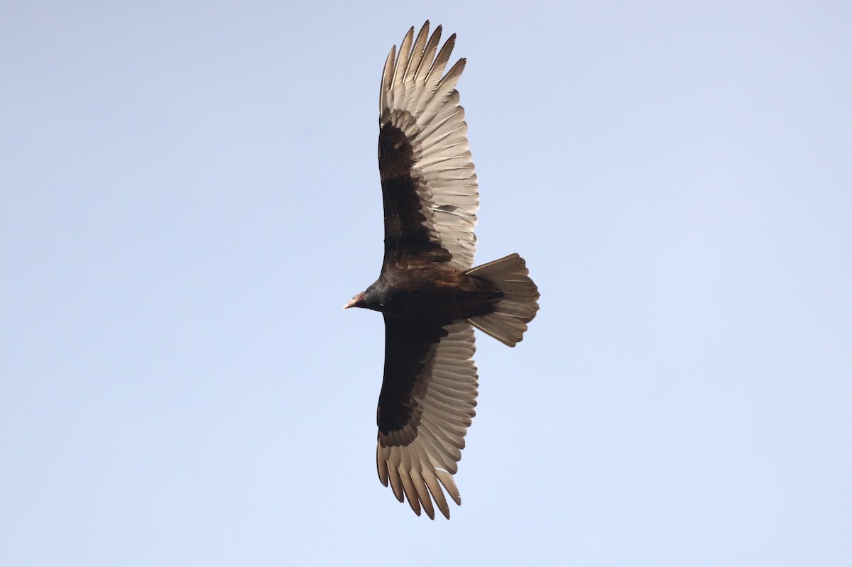 Turkey Vulture - ML426607001