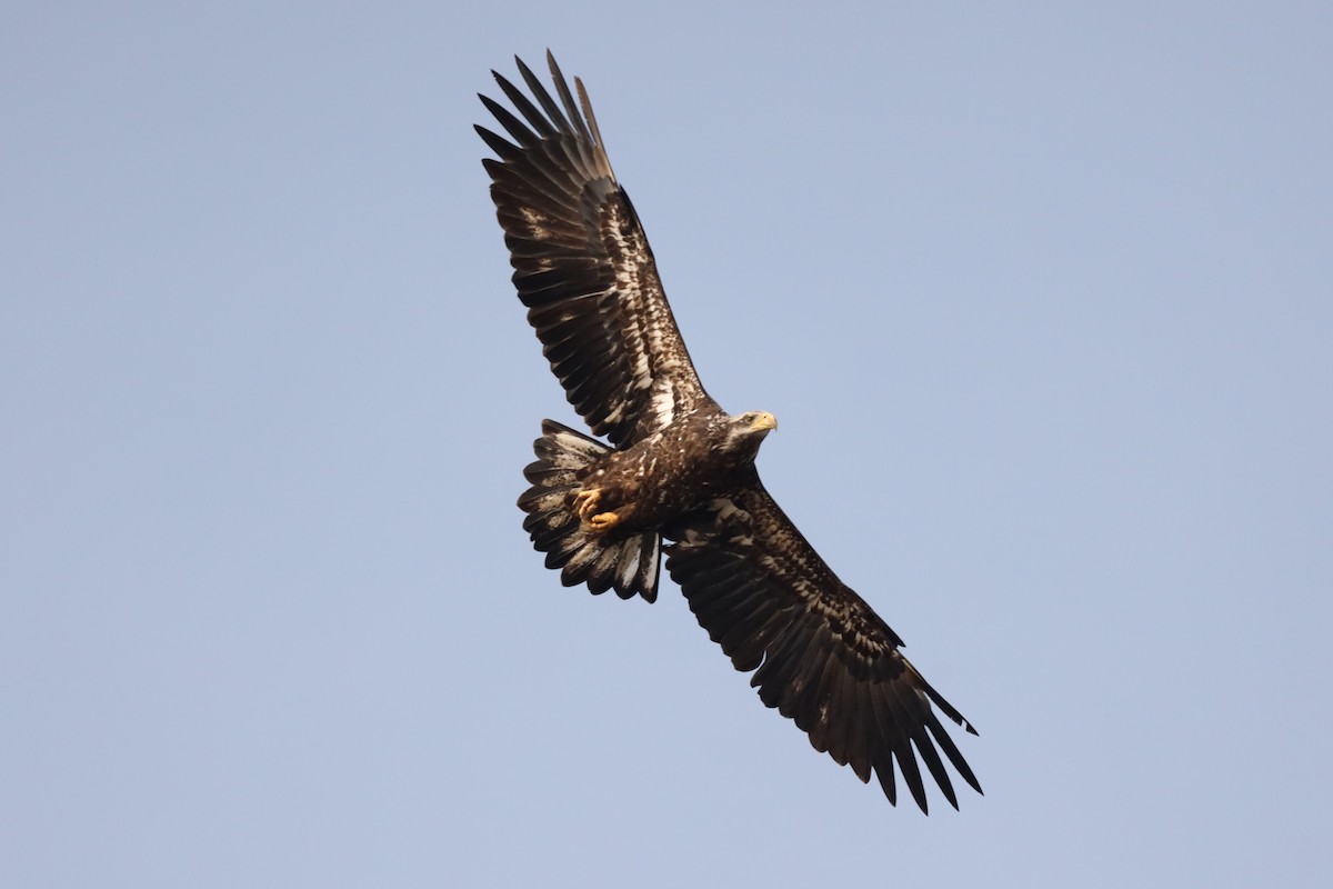 Bald Eagle - ML426607351