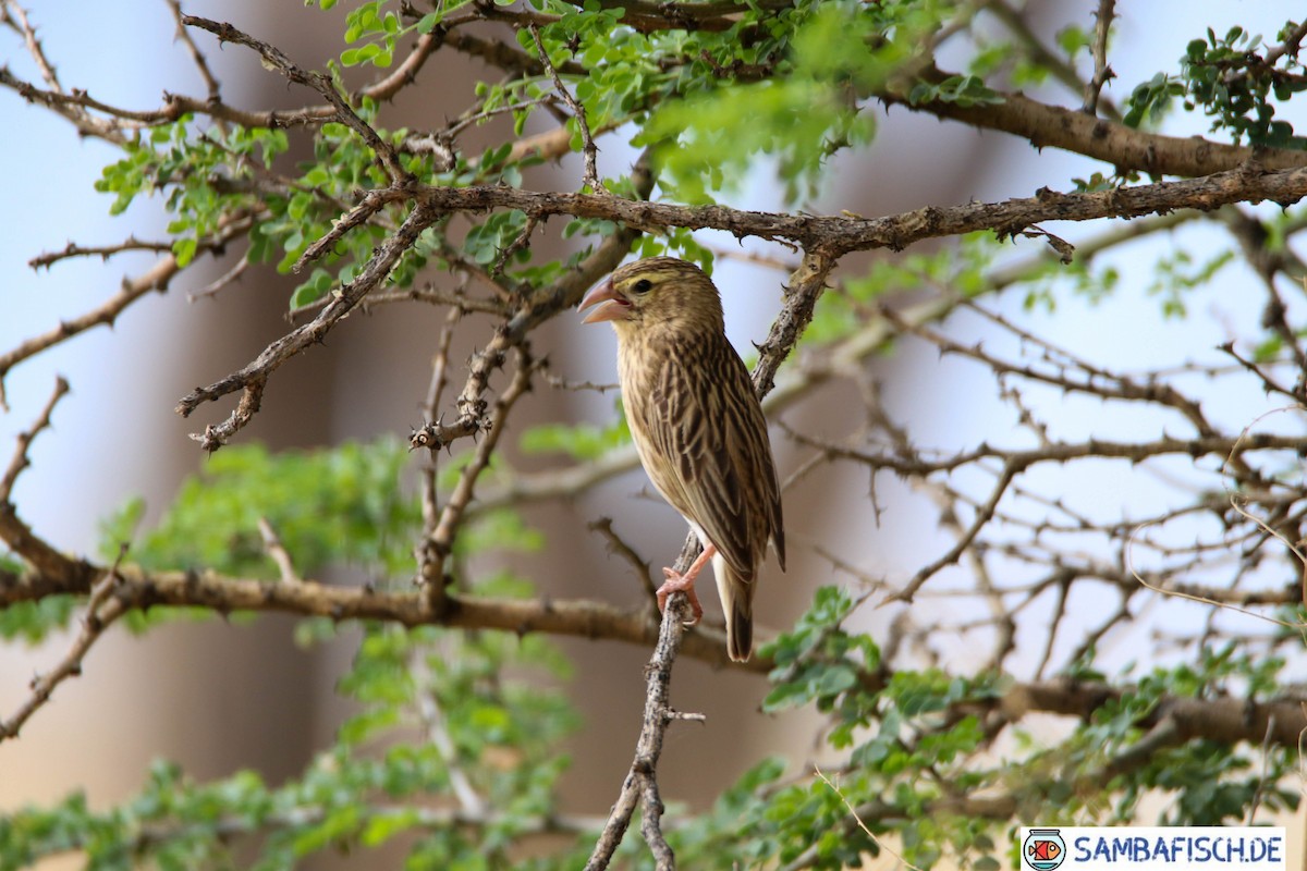 Red-billed Quelea - ML426608691