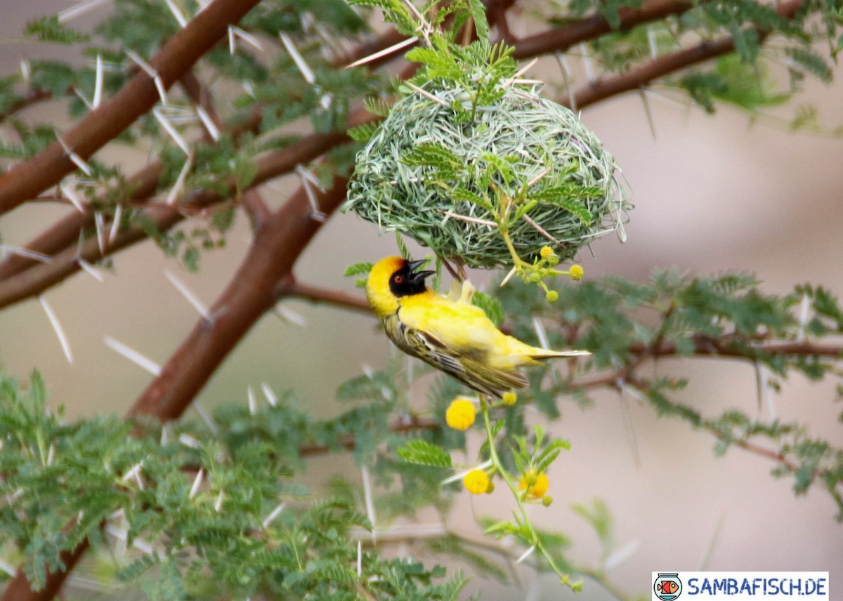 Southern Masked-Weaver - ML426608771