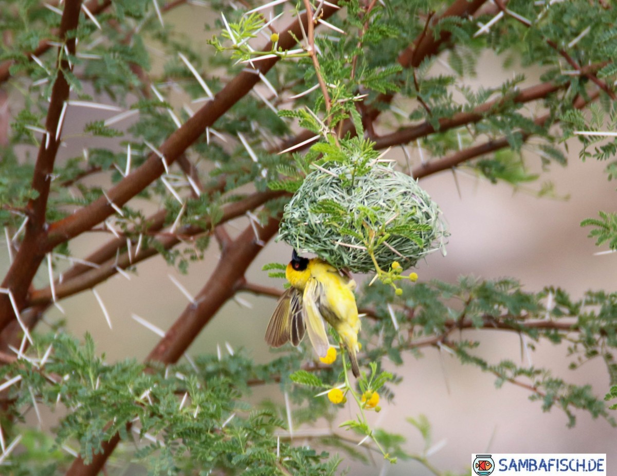 Southern Masked-Weaver - ML426608861