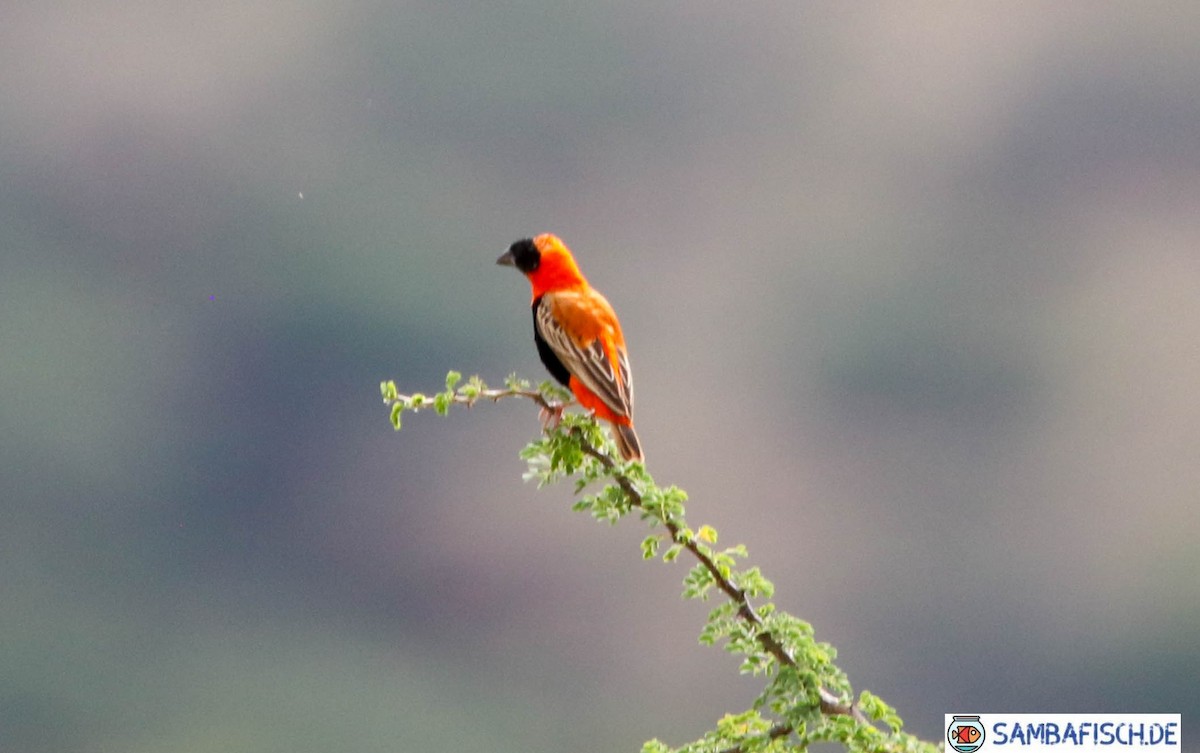 Southern Red Bishop - ML426608921