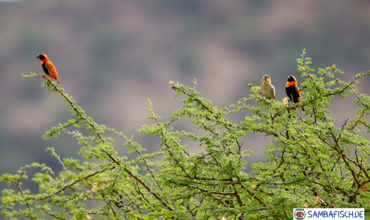 Southern Red Bishop - ML426609111