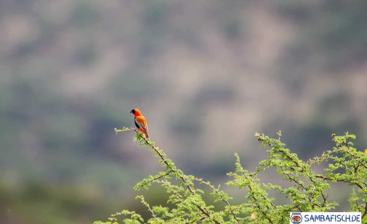 Southern Red Bishop - ML426609121